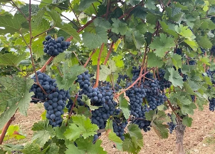 Tauber Relax Loft 公寓